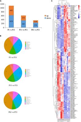 Proteome Analysis of the Soybean Nodule Phosphorus Response Mechanism and Characterization of Stress-Induced Ribosome Structural and Protein Expression Changes